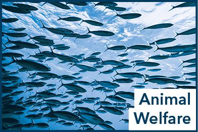Animal welfare text overlaid upon a school of fish